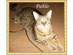Adopt Pablo a Tan or Fawn Tabby Domestic Shorthair (short coat) cat in Hickory