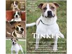 Adopt Tinker a White - with Red, Golden, Orange or Chestnut Australian Cattle