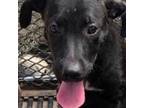 Adopt Monica a Labrador Retriever / Hound (Unknown Type) dog in Palatine
