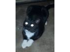 Adopt Mickey a Black & White or Tuxedo Domestic Shorthair (short coat) cat in
