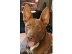 Adopt Logan Red a Red/Golden/Orange/Chestnut - with Black American Pit Bull