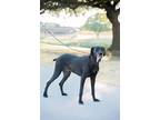 Adopt Razoo a Black Great Dane / Greyhound / Mixed dog in Fort Worth
