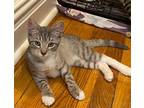 Adopt PETER PARKER-Cuddle Bug a Gray, Blue or Silver Tabby Domestic Shorthair