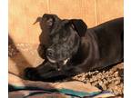 Adopt Shirley a Black - with White Pit Bull Terrier / Mixed dog in Post