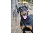 Adopt Charlie a Black - with Tan, Yellow or Fawn Doberman Pinscher / Mixed dog