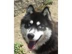 Adopt BOLT a Black - with White Siberian Husky / Mixed dog in Valencia