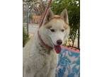 Adopt CINNAMON a Red/Golden/Orange/Chestnut - with White Siberian Husky / Mixed