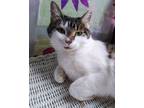 Adopt Bubbles a Brown Tabby Domestic Shorthair (short coat) cat in Rochester