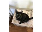 Adopt Pebbles a Tortoiseshell Domestic Shorthair (short coat) cat in Ashland