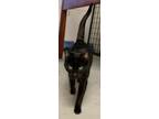 Adopt Marco a All Black Domestic Shorthair (short coat) cat in Eureka