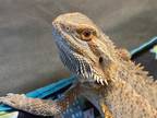 Adopt Ziki a Lizard reptile, amphibian, and/or fish in Las Vegas, NV (29816048)