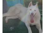 Adopt FROST a White Siberian Husky / Mixed dog in Valencia, CA (29427595)
