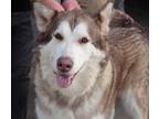 Adopt Nova a Red/Golden/Orange/Chestnut - with White Alaskan Malamute / Mixed