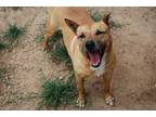 Adopt Radar a Cattle Dog, Pit Bull Terrier