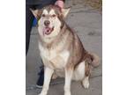 Adopt Sequoia a Red/Golden/Orange/Chestnut - with White Alaskan Malamute / Mixed