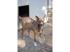 Adopt Sapphire a Akita, Rhodesian Ridgeback