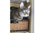 Adopt Paisley a Brown Tabby Domestic Shorthair (short coat) cat in Carlisle