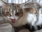 Adopt Misty a Tiger Striped Domestic Shorthair (short coat) cat in Millerton
