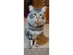 Adopt Gus a Brown Tabby Domestic Mediumhair (medium coat) cat in Eureka