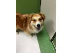 Adopt Allie, 40 pounds, two years old a Collie, Chow Chow