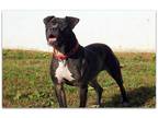 Adopt Revere a Black - with White American Pit Bull Terrier / Mixed dog in