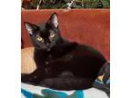 Adopt Zack a All Black Domestic Shorthair (short coat) cat in Eureka