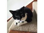 Adopt Toni a Black & White or Tuxedo Domestic Shorthair (short coat) cat in