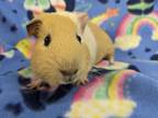 Adopt Hinata a Guinea Pig small animal in Montclair, CA (30365312)