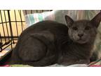 Adopt Spazz a Gray or Blue Domestic Shorthair (short coat) cat in blairsville