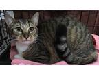 Adopt Tigger a Brown or Chocolate Domestic Shorthair (short coat) cat in