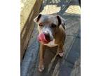 Adopt Destiny a Brindle Pit Bull Terrier / Mixed dog in Newport Beach