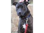 Adopt Emery a Brindle Labrador Retriever / Mixed dog in Sheridan, TX (30366591)