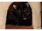 Adopt Delta a Tortoiseshell Domestic Shorthair (short coat) cat in House