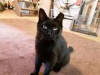 Adopt Sailor a Black (Mostly) Domestic Shorthair (short coat) cat in New York