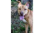 Adopt Jack a Tan/Yellow/Fawn Pit Bull Terrier / Mixed dog in Oklahoma City