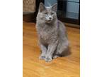 Adopt Buddy a Gray or Blue Russian Blue (medium coat) cat in Chicago