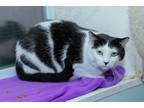 Adopt Jessie a Black & White or Tuxedo Domestic Shorthair (short coat) cat in
