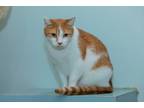 Adopt Jeff a Orange or Red (Mostly) Domestic Shorthair (short coat) cat in