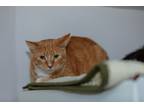 Adopt Bobby a Orange or Red Tabby Domestic Shorthair (short coat) cat in