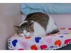 Adopt Sasha a Gray, Blue or Silver Tabby Domestic Shorthair (short coat) cat in