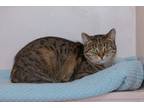 Adopt Mia a Brown Tabby Domestic Shorthair (short coat) cat in Chicago