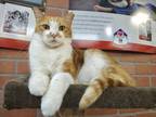 Adopt Godin a American Shorthair / Mixed (medium coat) cat in Margate