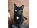 Adopt Luiz a American Shorthair / Mixed (short coat) cat in Margate