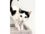 Adopt Pixel a Domestic Shorthair / Mixed (short coat) cat in Margate