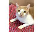 Adopt Nacho a Domestic Shorthair / Mixed (short coat) cat in Margate