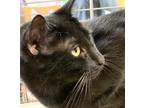 Adopt Dolovinho a All Black Domestic Shorthair / Mixed (short coat) cat in