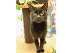 Adopt Blackberry a All Black Domestic Shorthair / Mixed (short coat) cat in