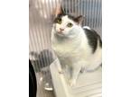 Adopt Willy M a Domestic Shorthair / Mixed (short coat) cat in Margate