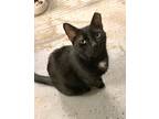 Adopt Luis a All Black Domestic Shorthair / Mixed (short coat) cat in Margate