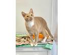 Adopt Cheddar a Domestic Shorthair / Mixed (short coat) cat in Margate